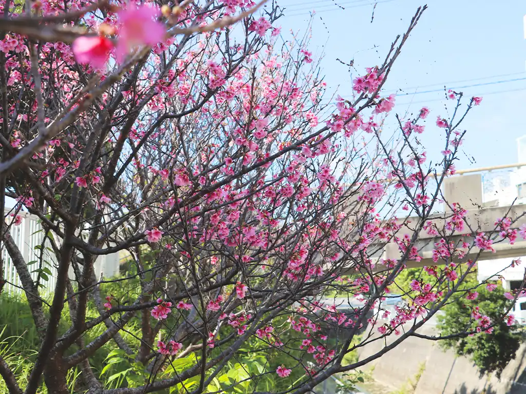 小湾川と桜のイメージ